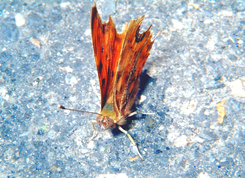 Polygonia egea